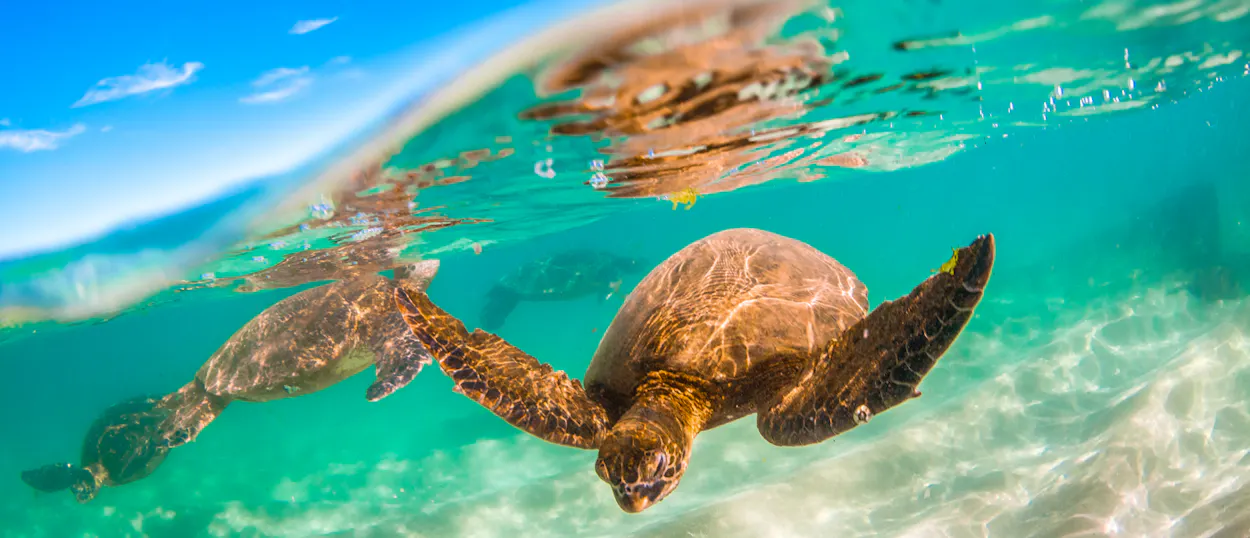 Two sea turtles swim gracefully in the clear turquoise waters of Gili Trawangan under a blue sky.