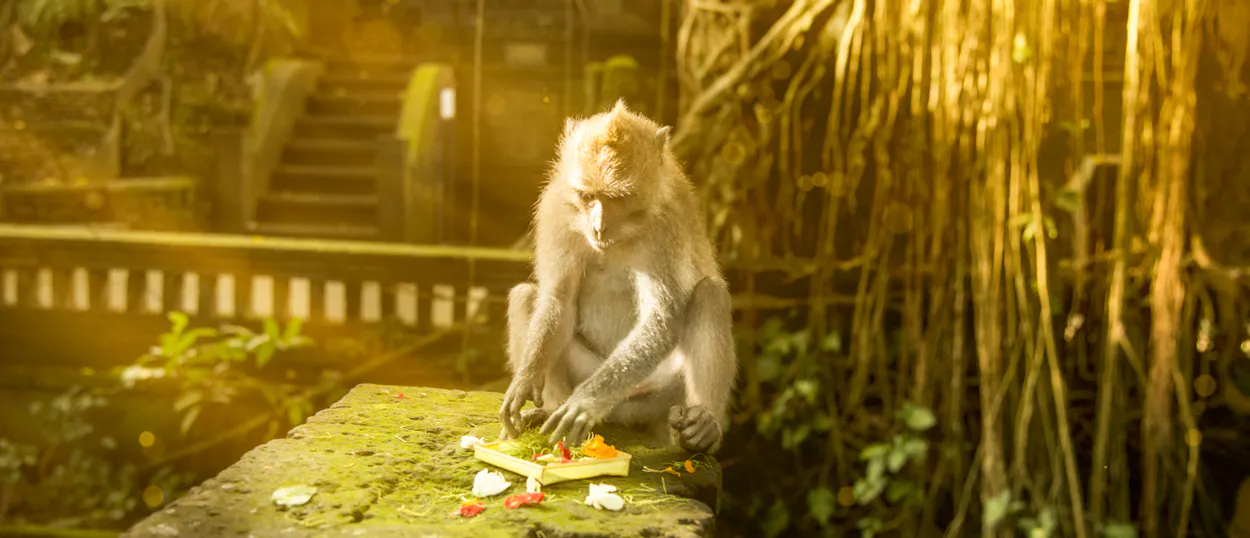 A curious monkey eats colorful offerings on a mossy stone in Ubud's sunlit Sacred Monkey Forest.