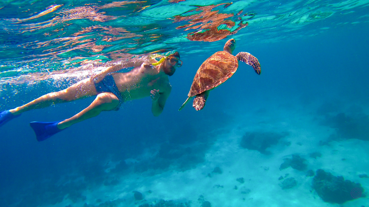 A man snorkels alongside a majestic sea turtle in the clear blue waters of Weligama.