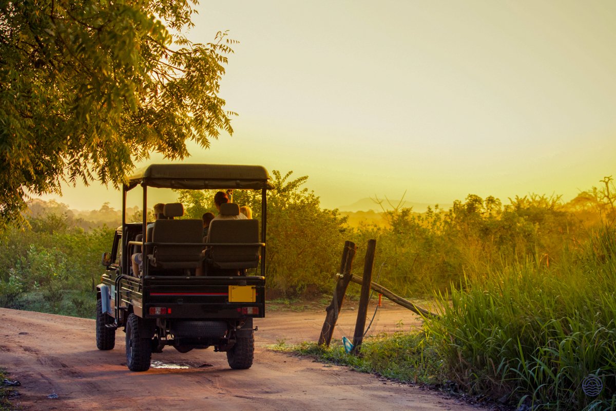 Tourists on a jeep safari through the golden landscape of Yala National Park at sunrise.