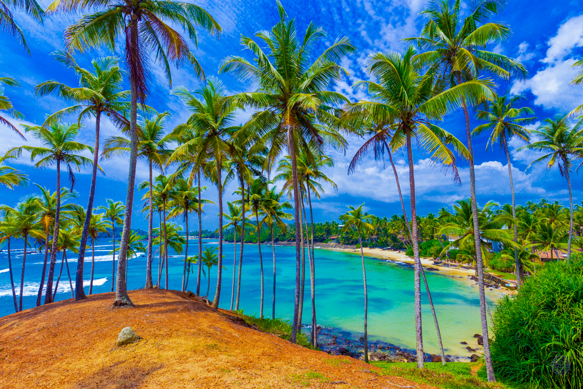 Lush palm trees on Coconut Tree Hill provide a picturesque view of the sparkling turquoise bay in Mirissa.
