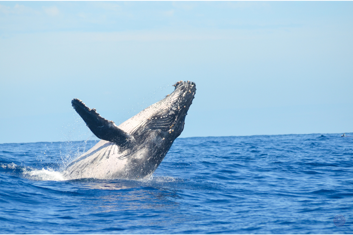 A majestic whale breaches high from the blue waters off Weligama, a breathtaking sight.