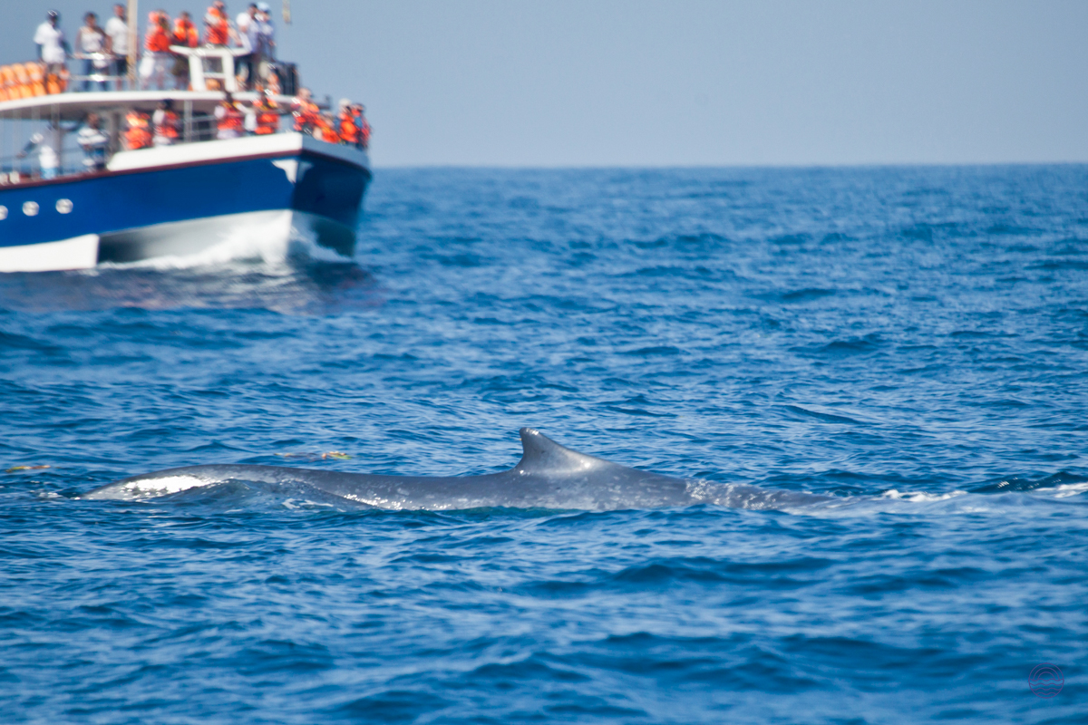 A majestic whale surfaces near a tour boat with passengers enjoying whale watching in Weligama.