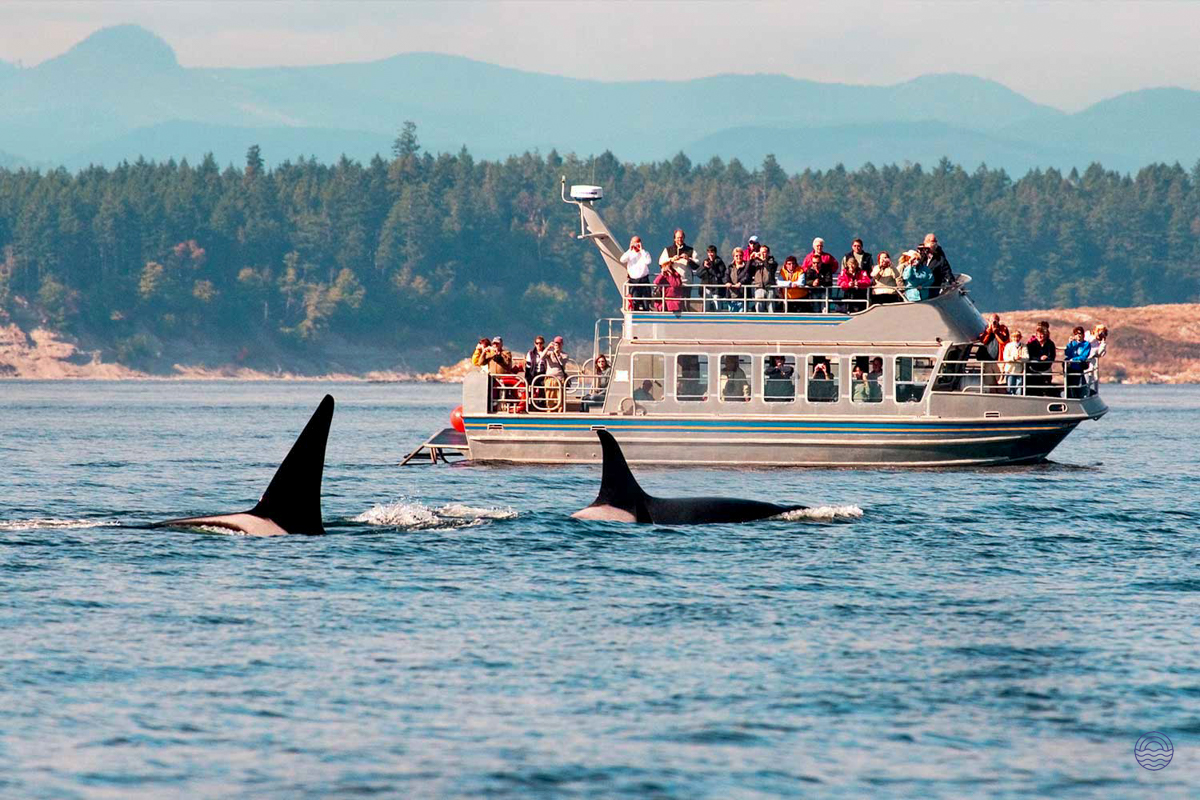 Excited tourists on a boat observe two orcas surfacing near a forested island coastline.