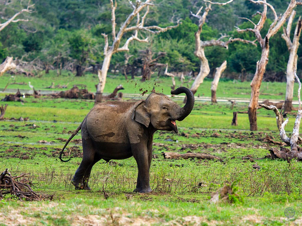A young elephant playfully throws mud over its head in Yala National Park, Sri Lanka.