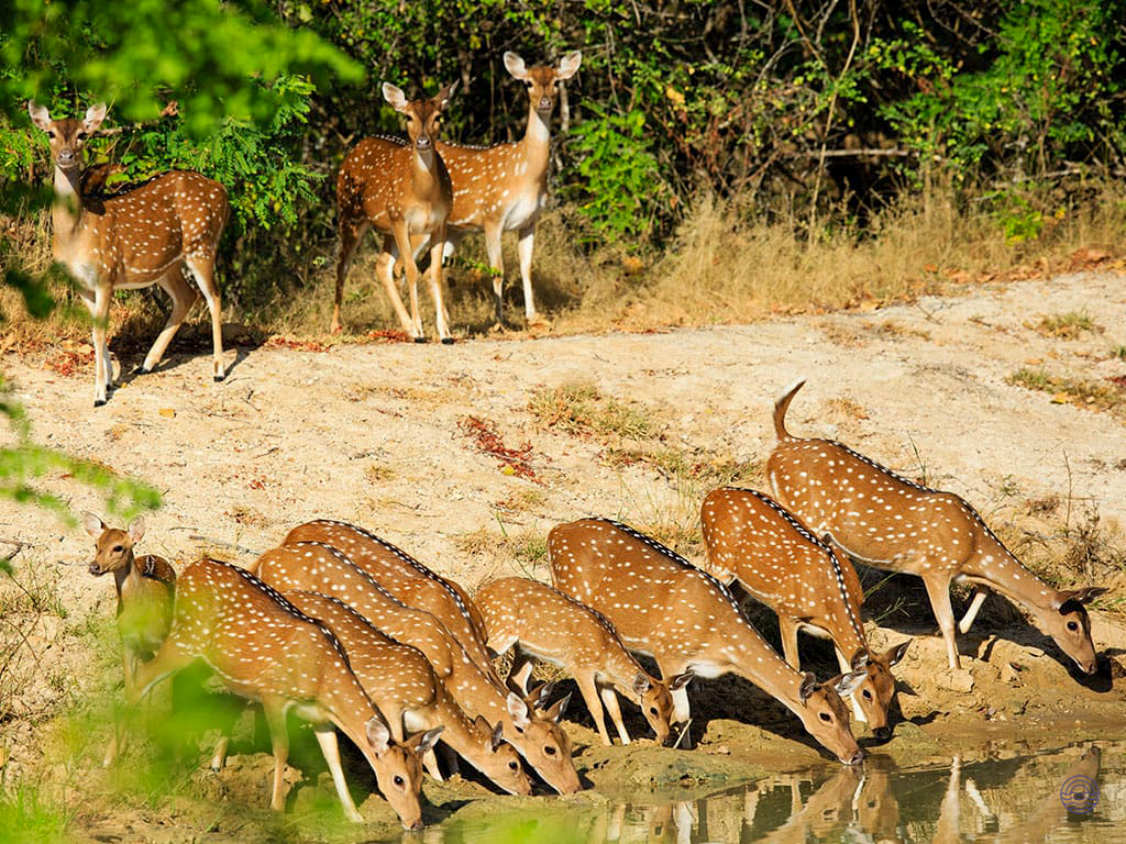 A herd of spotted deer drinking water at a watering hole in Yala National Park.