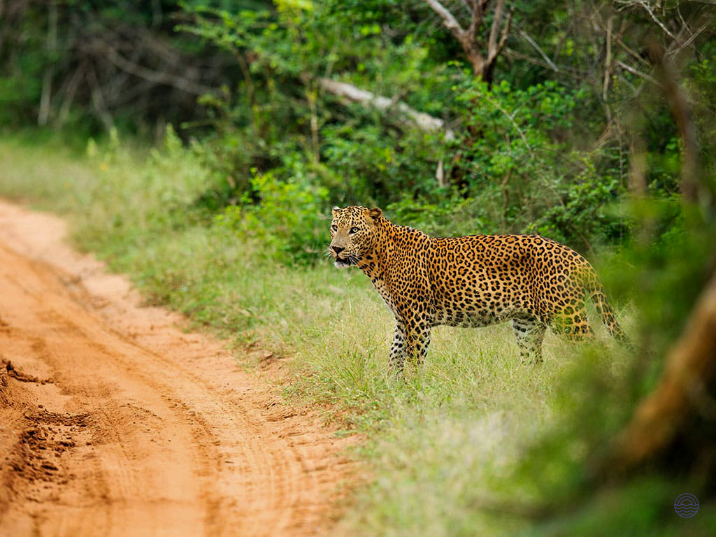 A majestic leopard walks along a dirt track in the lush green wilderness of Yala National Park.