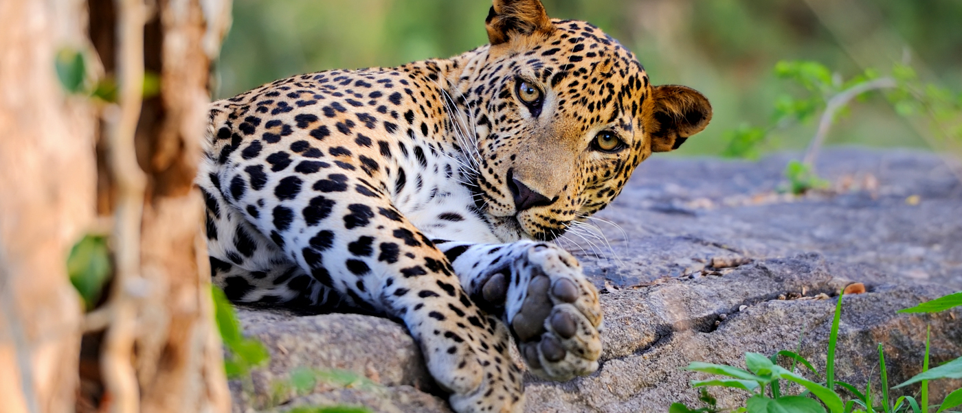 A wild leopard with piercing eyes lies on a grey rock in Yala National Park.