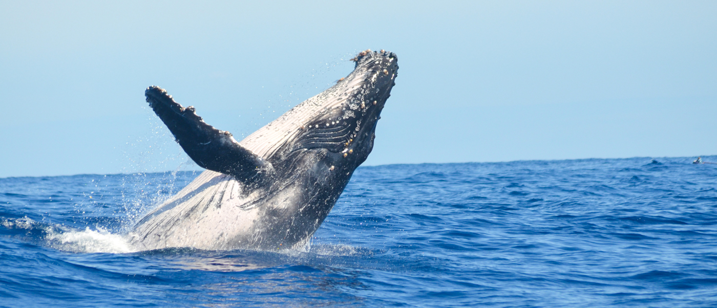 A magnificent whale breaches, its powerful body emerging from the sparkling blue waters of Weligama.