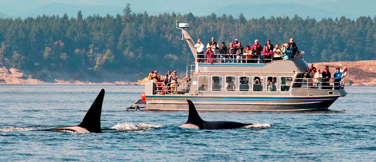 Tourists on a boat watch two orcas swimming in the ocean near a forested coastline.