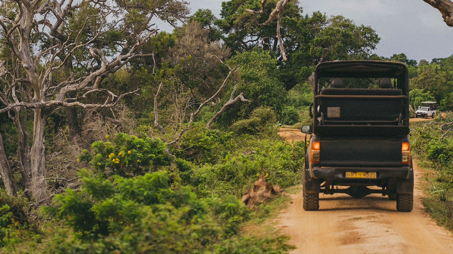 A safari jeep drives on a dirt road through dense green foliage in Yala National Park.
