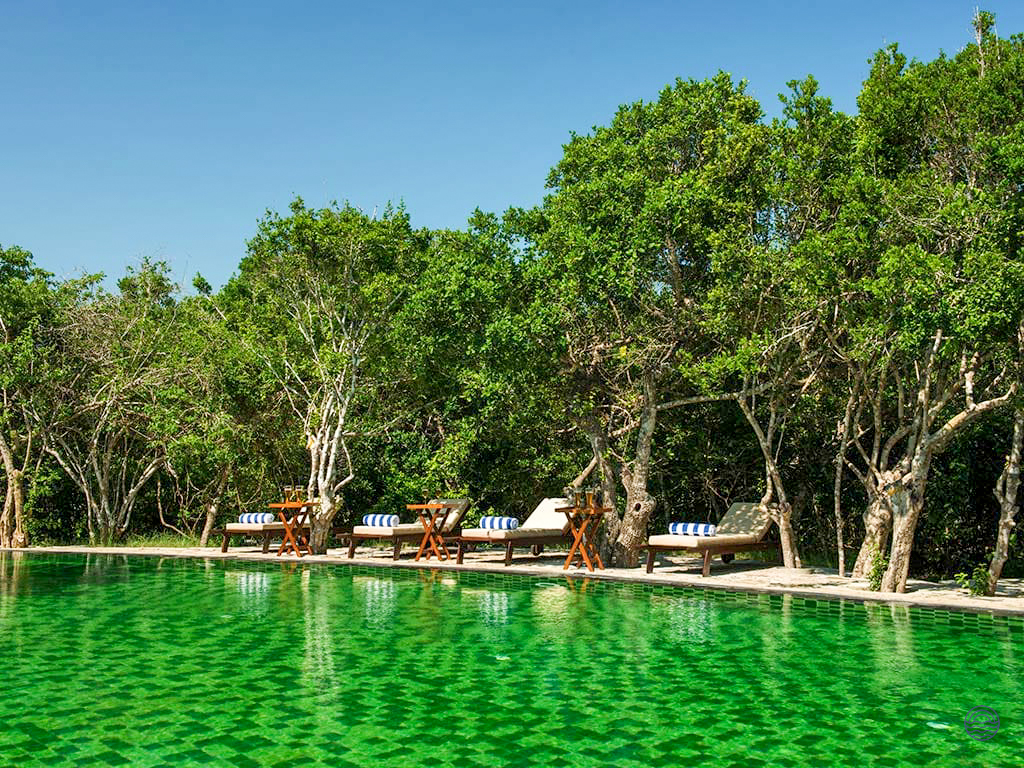 A serene green swimming pool with lounge chairs surrounded by lush wilderness in Yala National Park.
