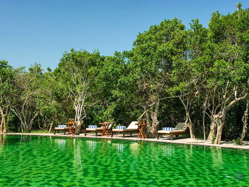 A vibrant green swimming pool with lounge chairs surrounded by lush tropical trees at Yala, Sri Lanka.