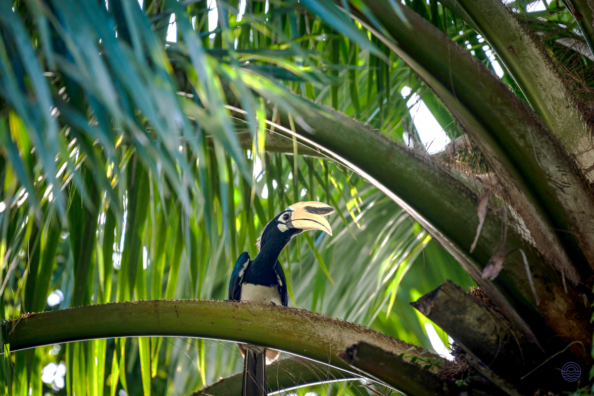 A black and white hornbill bird perches on a palm frond in a lush tropical setting.