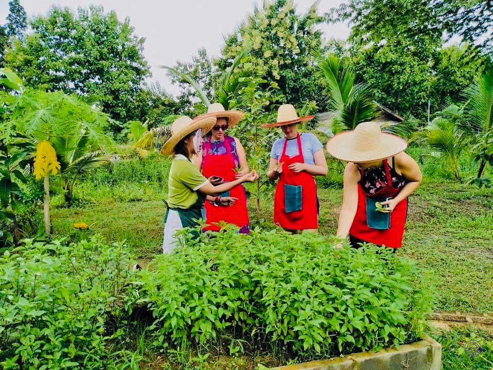 Tourists in straw hats and aprons harvest fresh herbs at an organic farm in Chiang Mai.