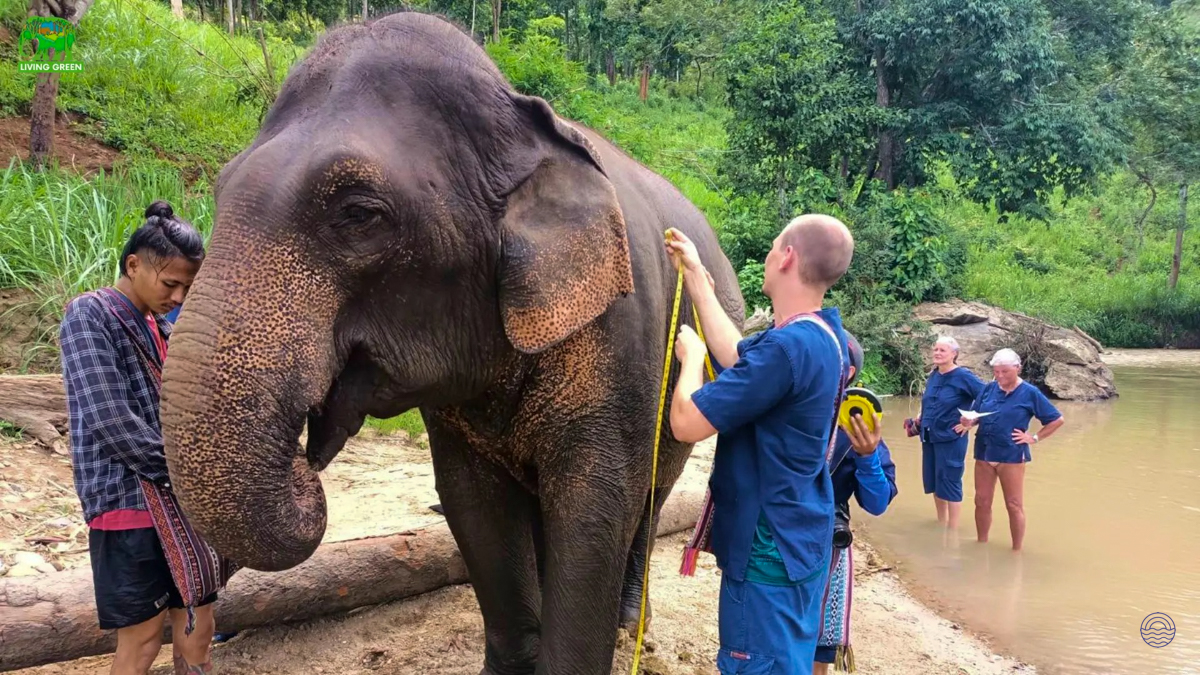 Tourists and a guide measuring a majestic elephant by a river at an ethical sanctuary in Chiang Mai.