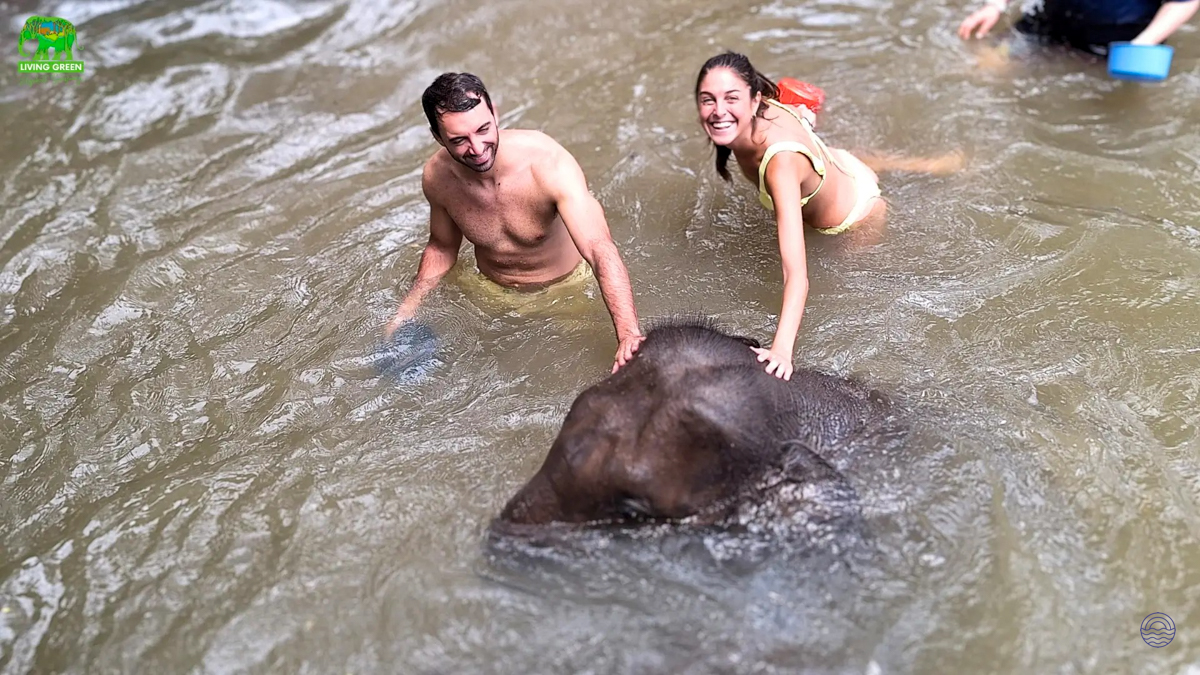 Smiling visitors bathe an elephant in a peaceful river at an ethical sanctuary in Chiang Mai.
