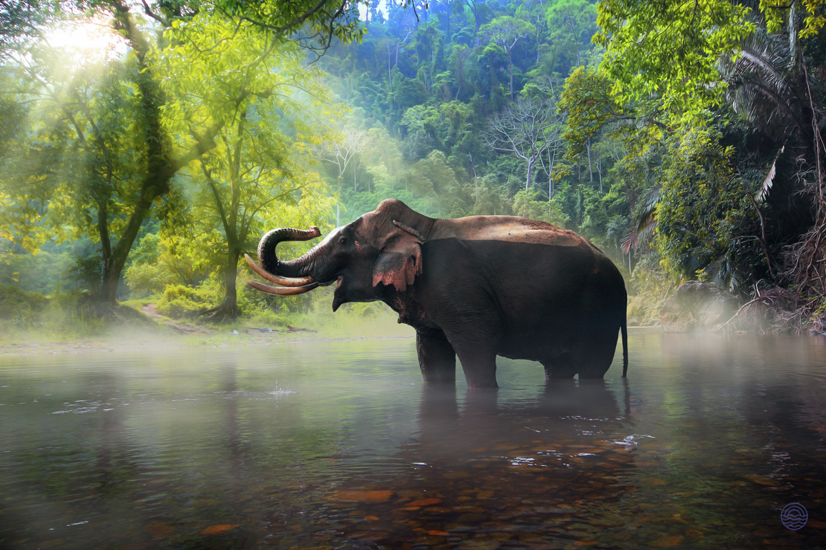 A magnificent elephant bathes in a tranquil river amidst the lush jungle of Chiang Mai, Thailand.