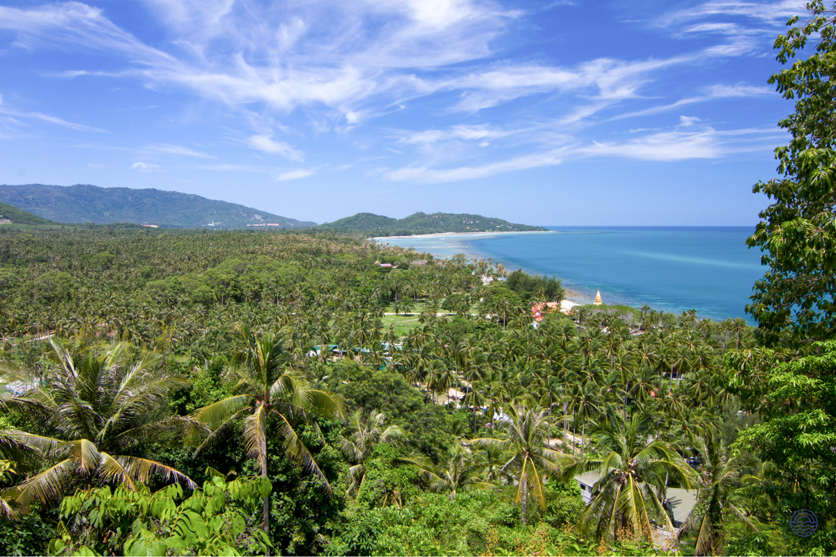 A beautiful panoramic view of Koh Samui's tropical beach, with lush palm trees and a clear blue ocean.