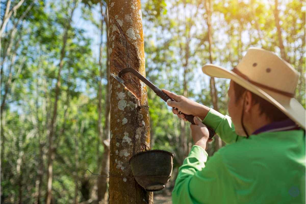 A local person tapping a rubber tree in a plantation on Koh Yao Noi, Thailand.