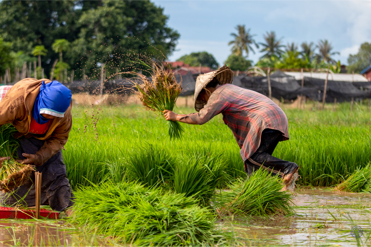 Local farmers expertly harvest rice seedlings in the vibrant green paddies of Koh Yao Noi.