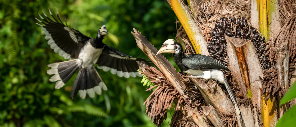 An oriental pied hornbill in flight approaches another perched on a palm tree on Koh Yao Noi.