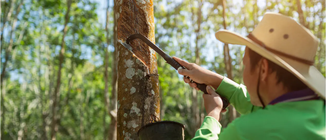 A worker taps a rubber tree, collecting latex in a bucket in a sunny plantation on Koh Yao Noi.