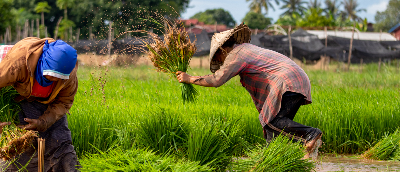 Two people diligently transplanting rice seedlings in the lush green fields of Koh Yao Noi.