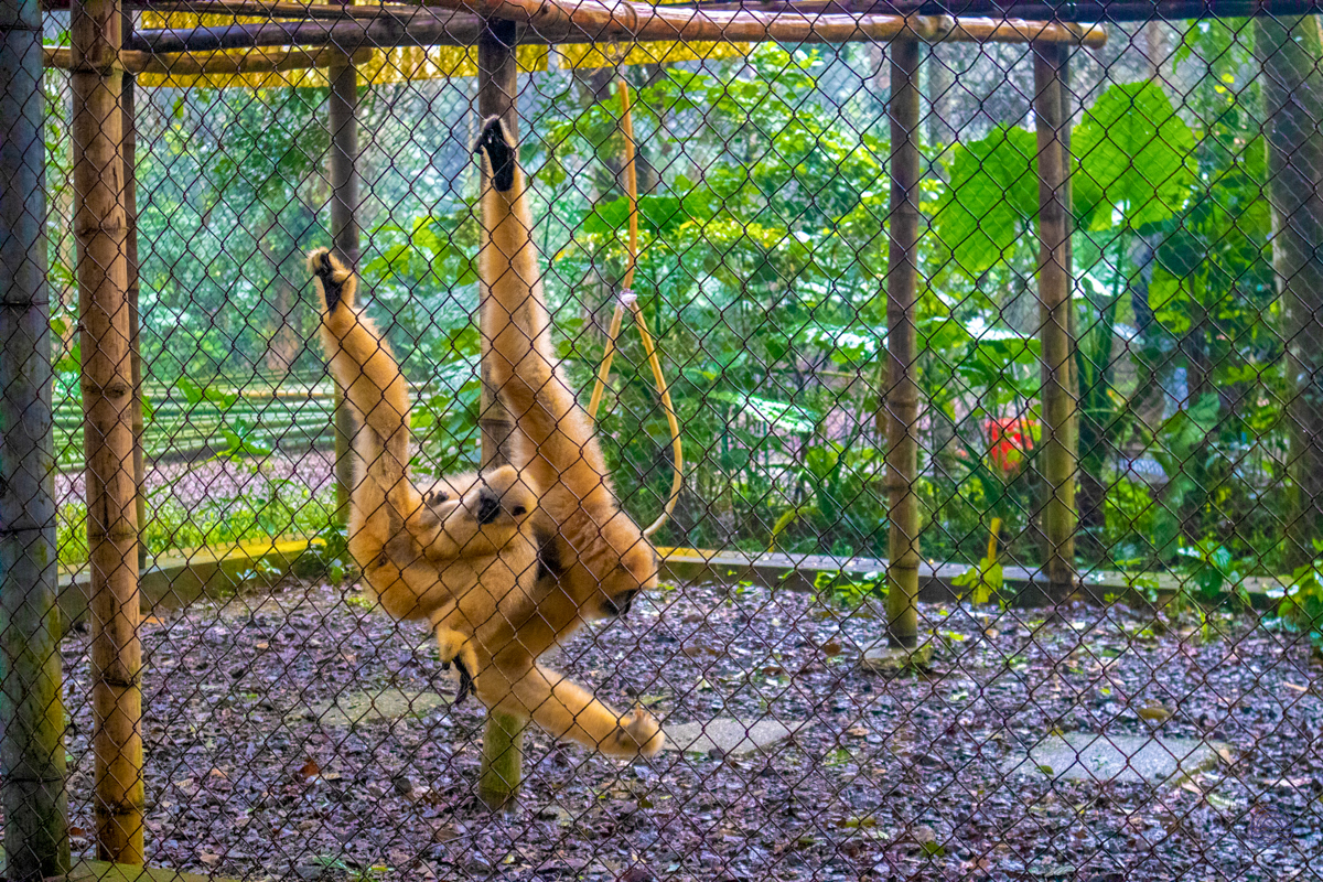 A playful gibbon hangs upside down in its enclosure at Cuc Phuong National Park.