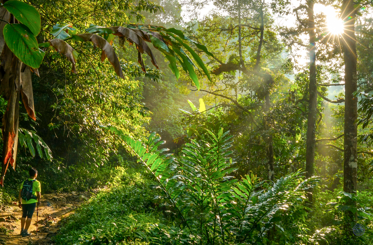 An adventurer walks a sunlit path through the dense, green jungle of Cuc Phuong National Park.