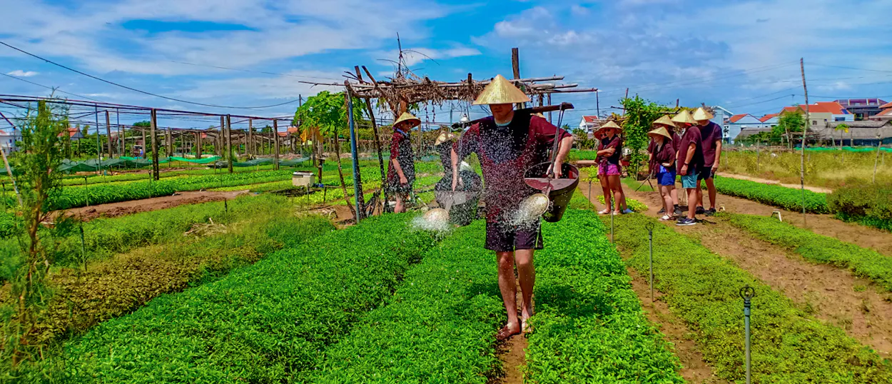 Travelers wearing conical hats water vibrant green crops in a sunny Hoi An organic garden.