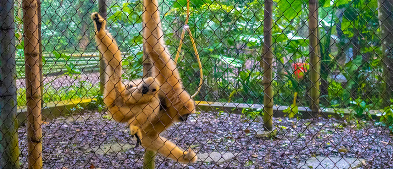 A curious light-colored gibbon hangs upside down in its enclosure at Cuc Phuong National Park, Vietnam.